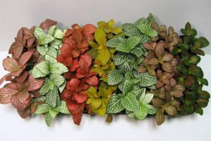 گیاه فیتونیا در رنگ های مختلف