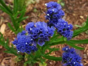 گل استاتیس آبی